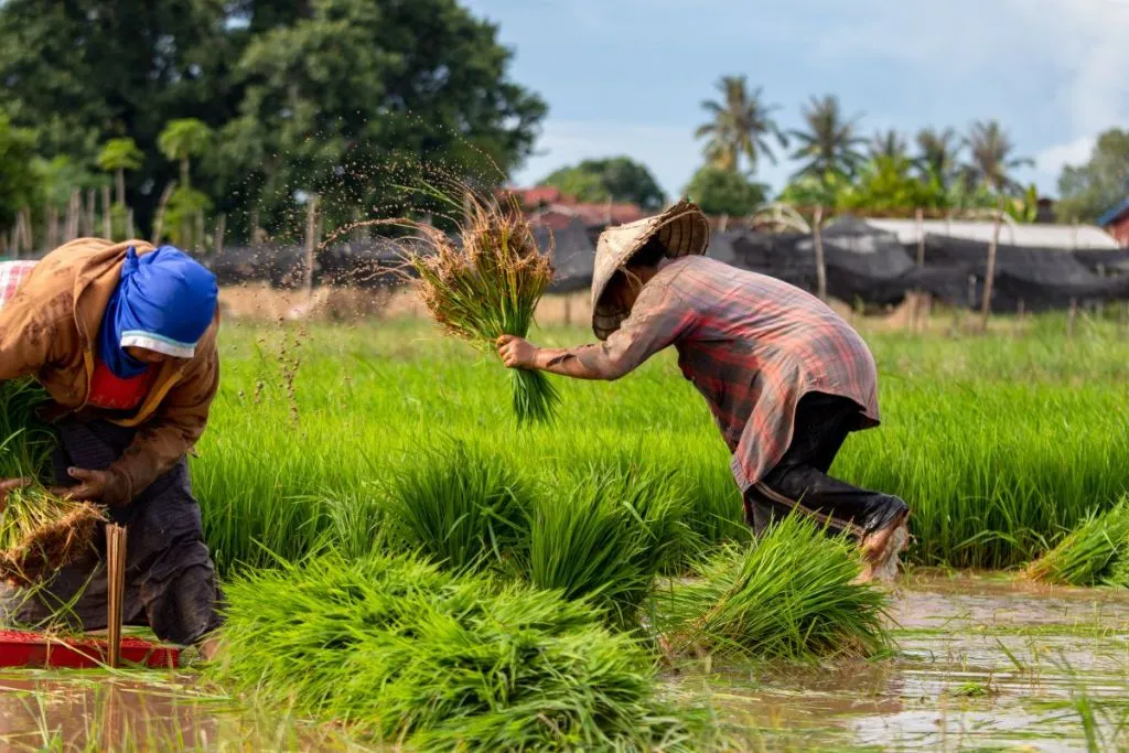paddy farming