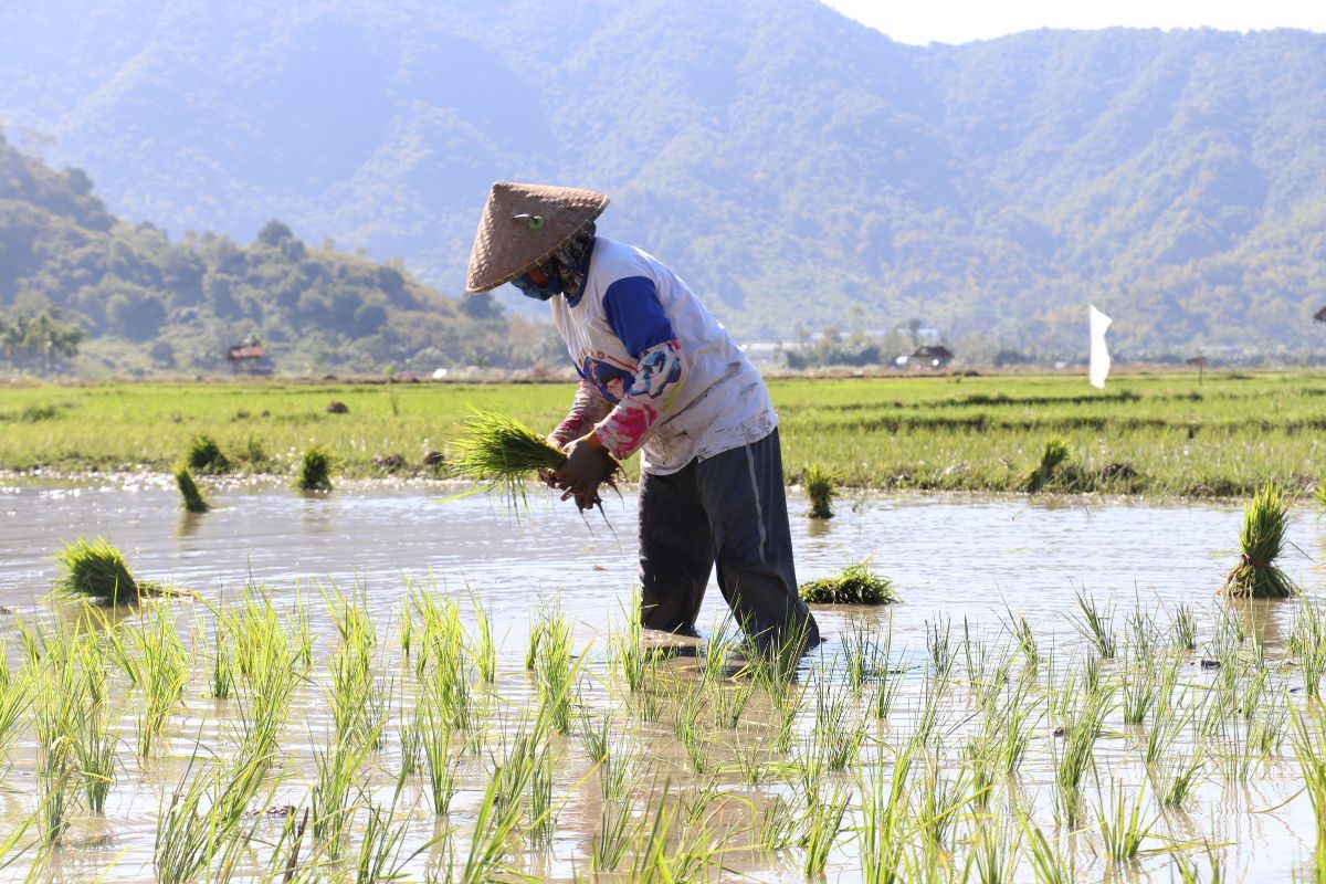 Rice exports increased; long monsoon break will affect India's rice yield