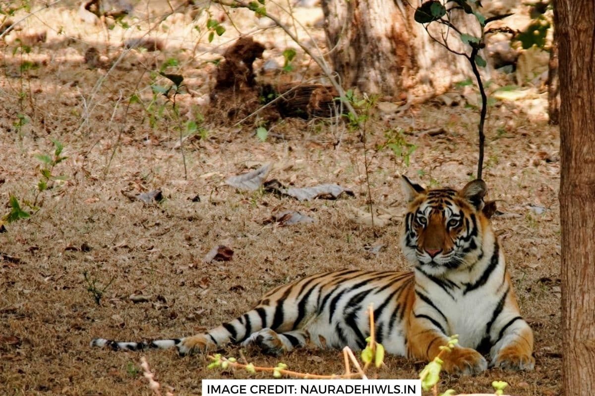 वीरांगना दुर्गावती बना मध्य प्रदेश का सातवां टाईगर रिज़र्व, 52 गांव होंगे विस्थापित