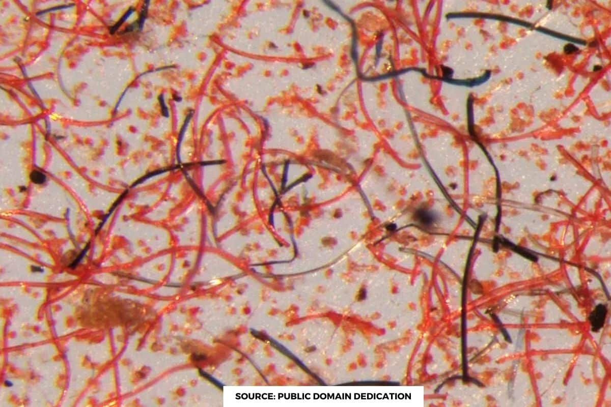 Citizen science experiment targets microplastic pollution in washing machines