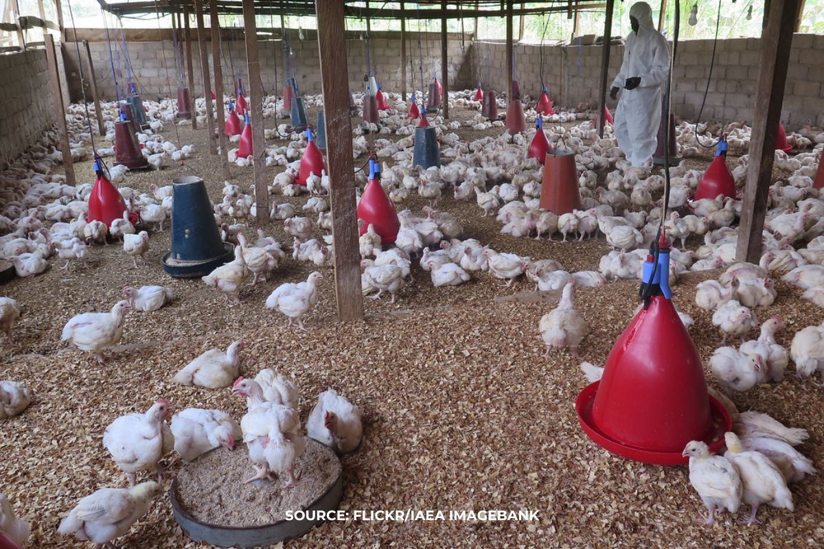 Scientist’s 50-year study reveals climate change and avian flu impact