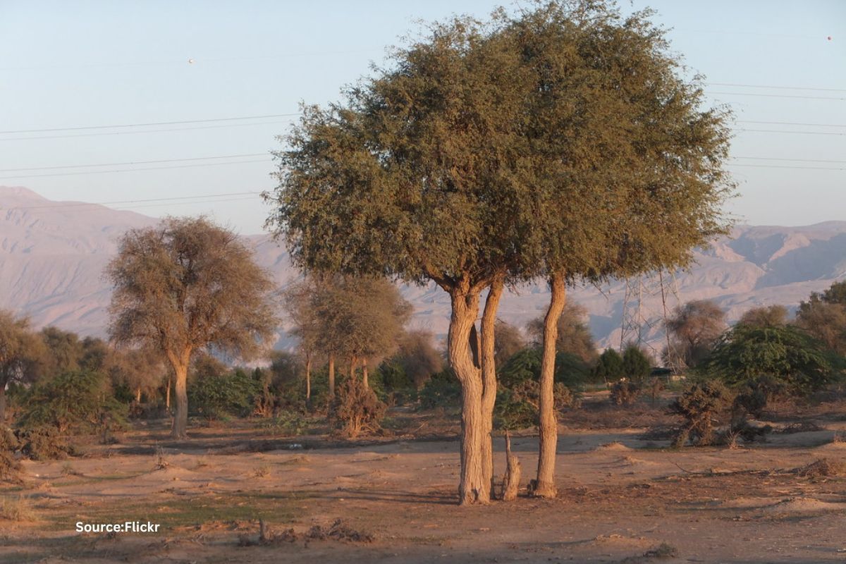 G20 leaders will plant these saplings on concluding day