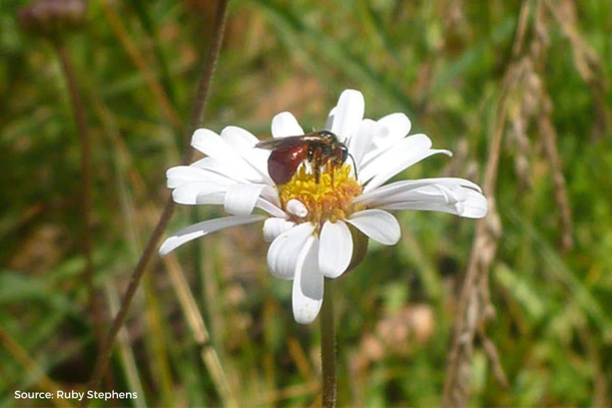 Climate change influences insect populations: study reveals