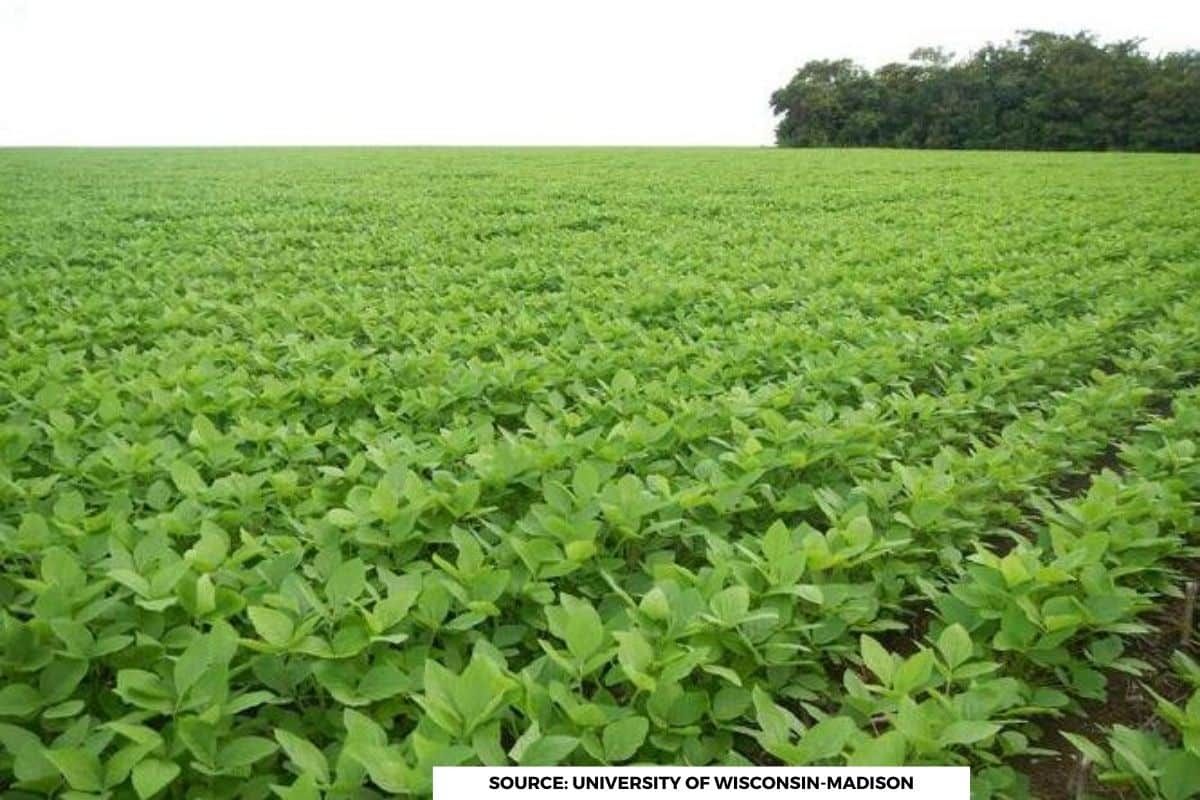 Soy production in Brazil linked to rise in child cancer deaths: Study