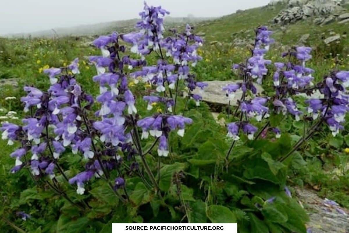 In the heart of Himalayas: Story of Kashmir Salvia