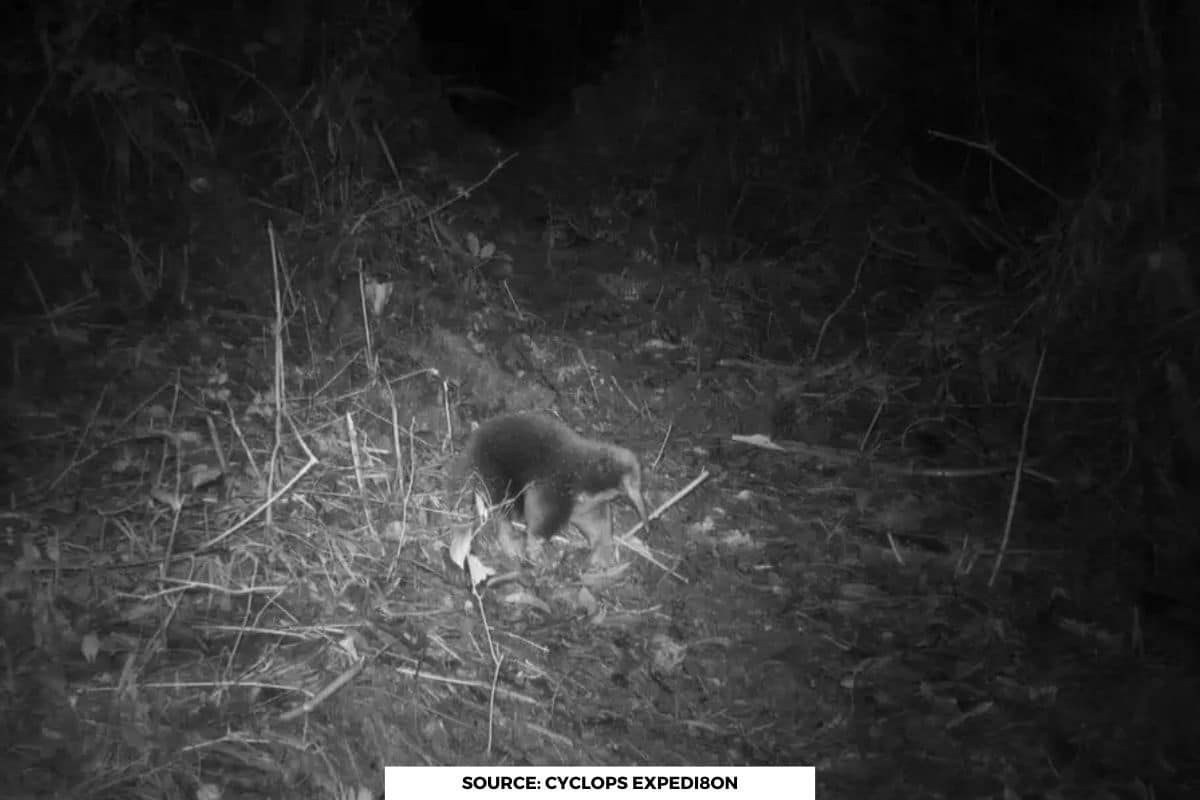 Endangered Echidna not seen in 60 years caught on camera