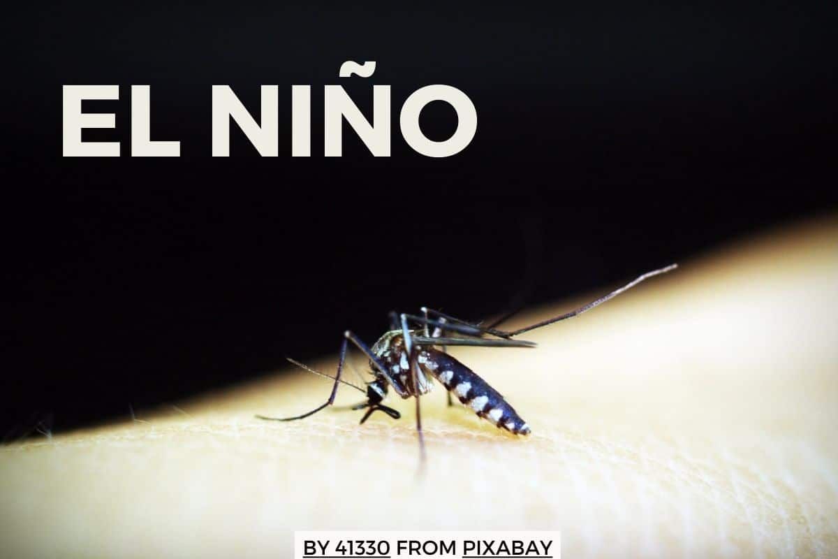 अल नीनों का डेंगू कनेक्शन, मध्यप्रदेश में बढ़ रहे हैं मामले