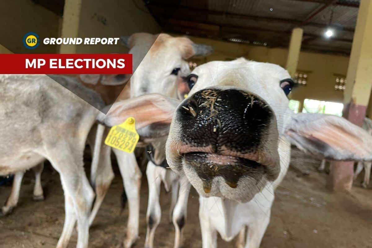 Ground reality of promises to build cow shelters (gaushala) in MP
