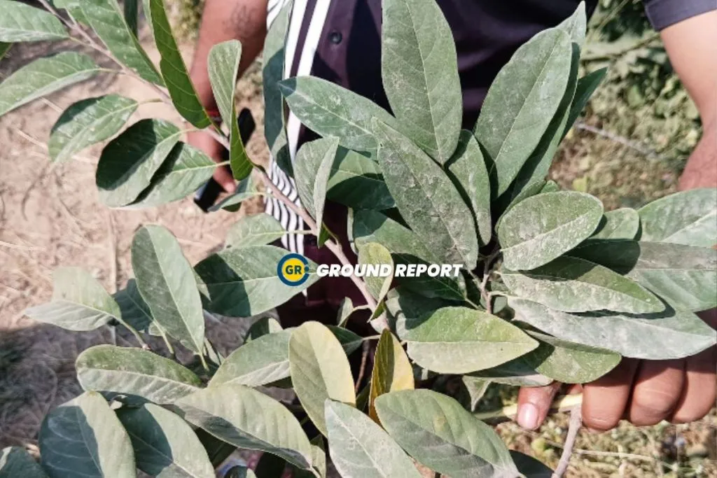 maihar cement factories and health crisis