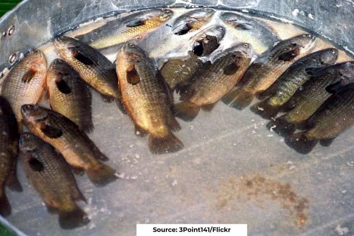 Native fish species face threats from India's river interconnection plan: Study