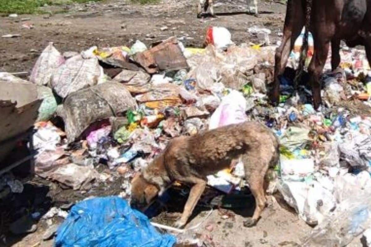 India reports significant drop in dog bite cases since 2018