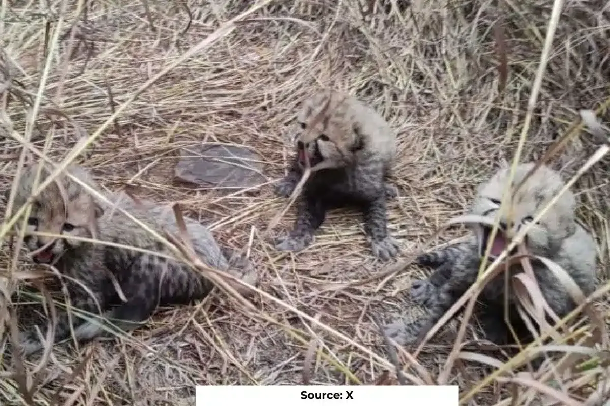 Second batch of African Cheetah cubs born in Kuno National Park