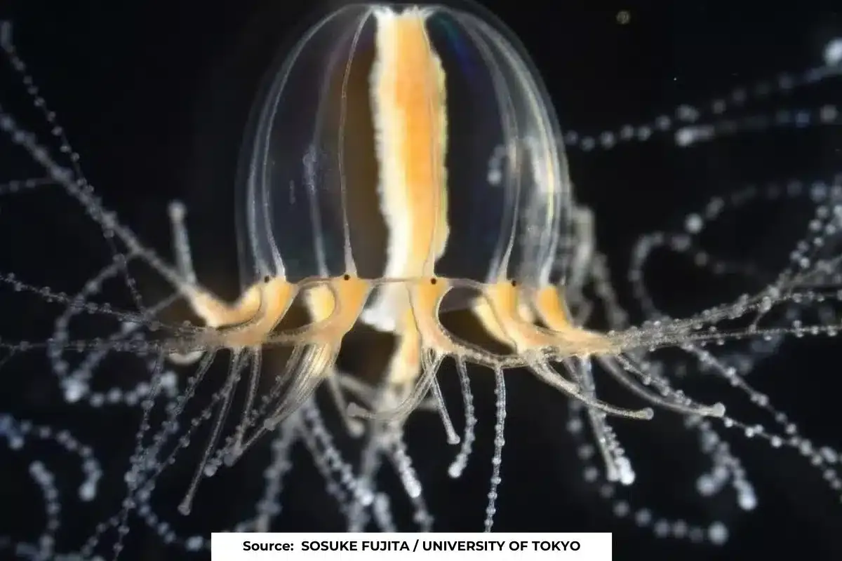 Jellyfish regenerate their limbs in days, can humans do the same?