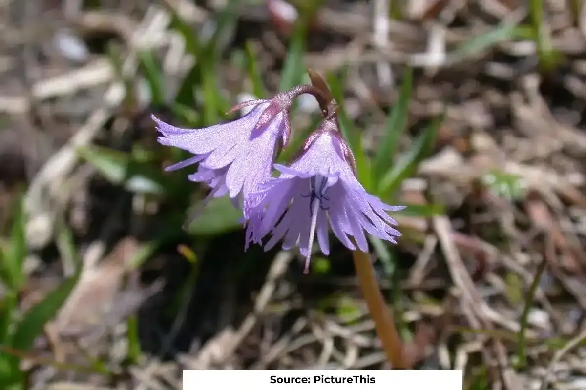 Early snow melt impacts Alpine plants in Himalayas: study