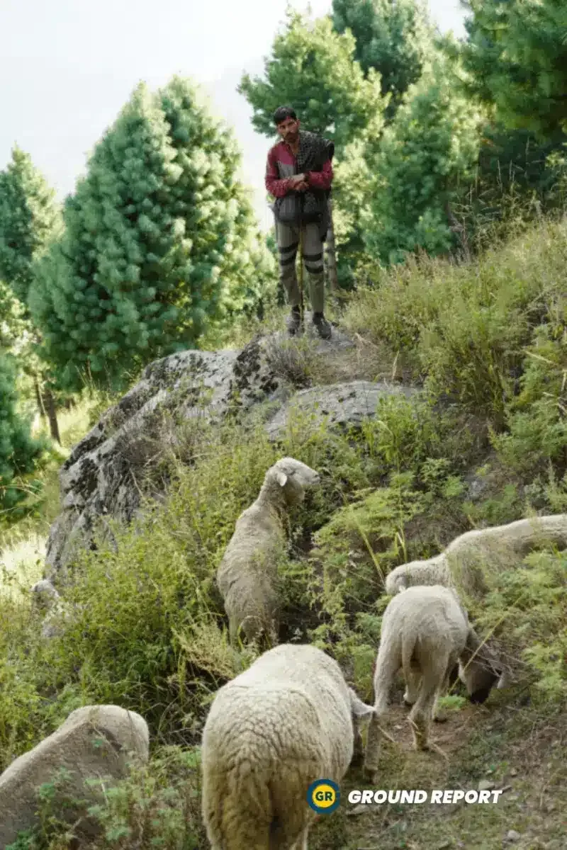 Abdul Rashid Chopan is with his sheep in the high meadows of Kashmir | Photo Credit: Wahid Bhat