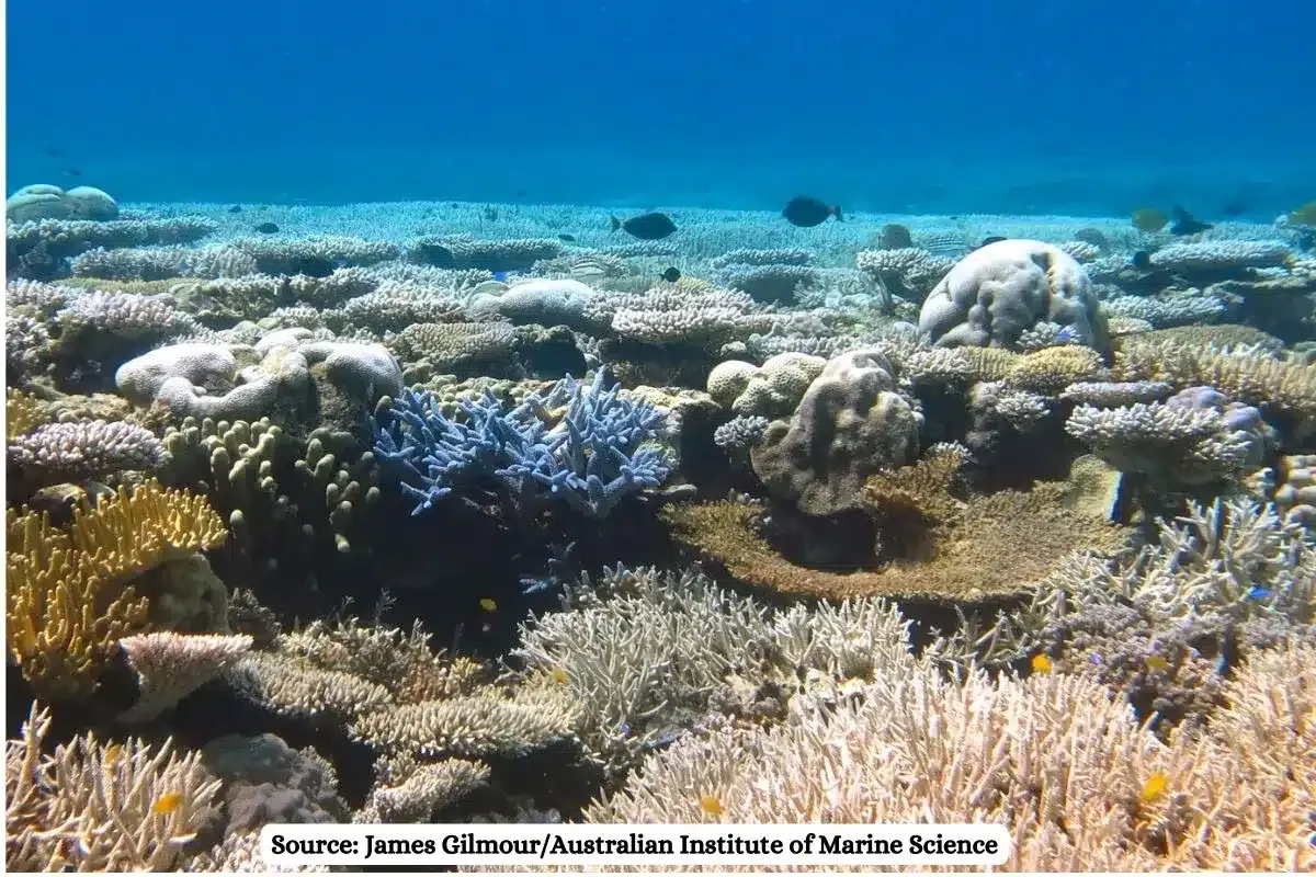 Gujarat Coral Reef Translocation Project Controversy Explained