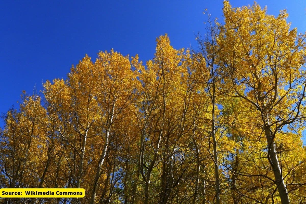 Top 5 largest living organisms on earth