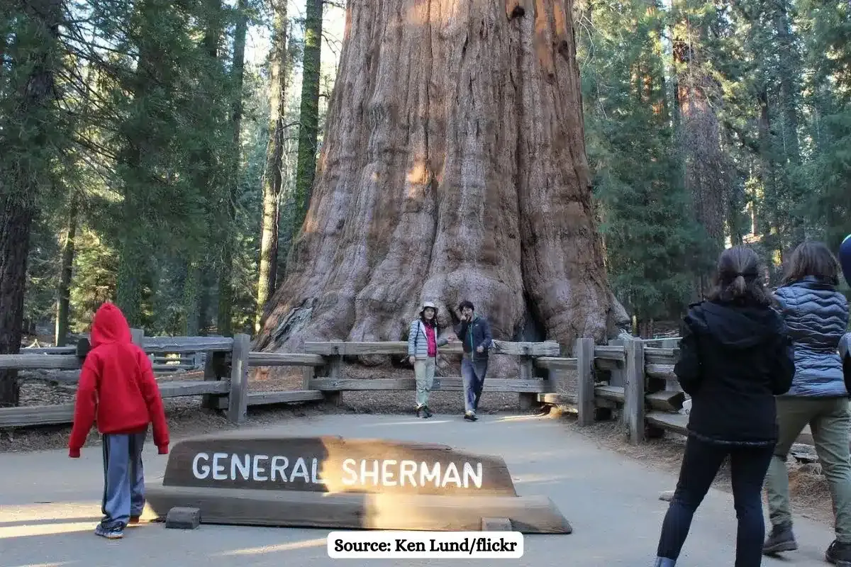 Know about General Sherman Tree, largest living tree on Earth