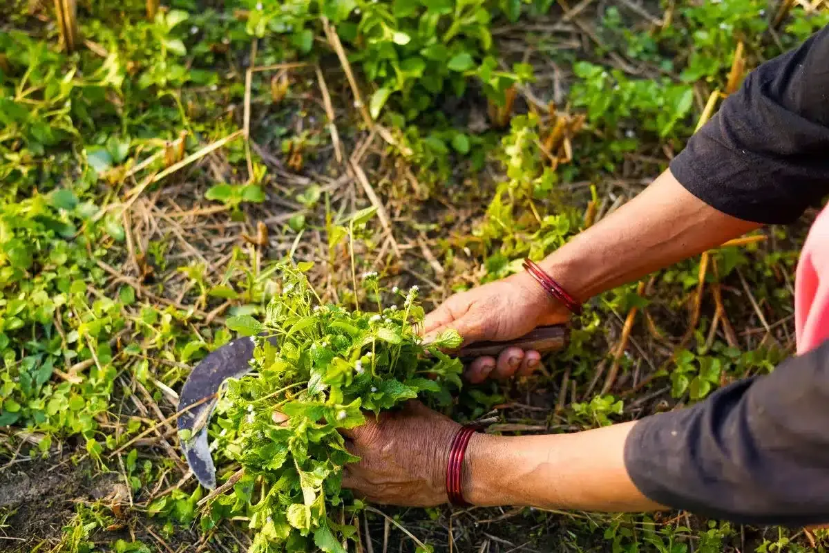 India's Womb-less Village