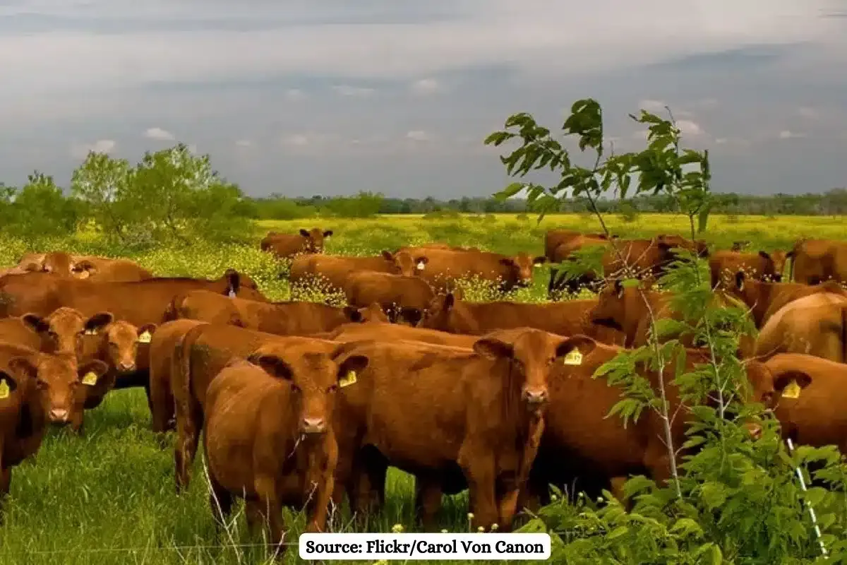Red heifer cows spotted in West Bank, What is Israel’s plan?