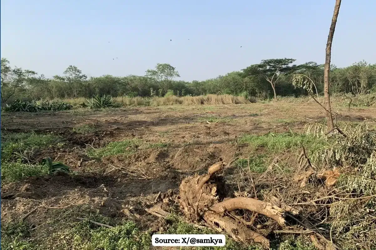 Viral Video: Unauthorised tree felling at Taljai hills, Pune citizens demands accountability
