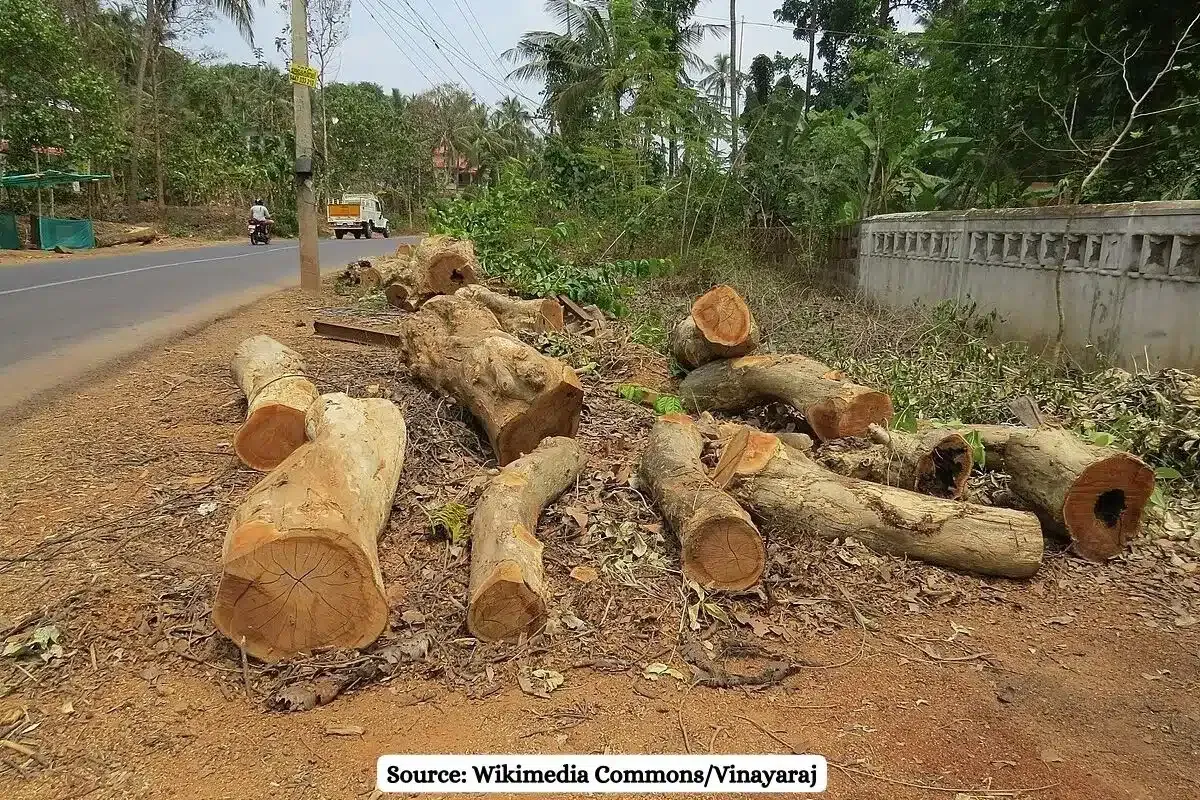 21,028 trees felled in Mumbai for development projects over 6 Years