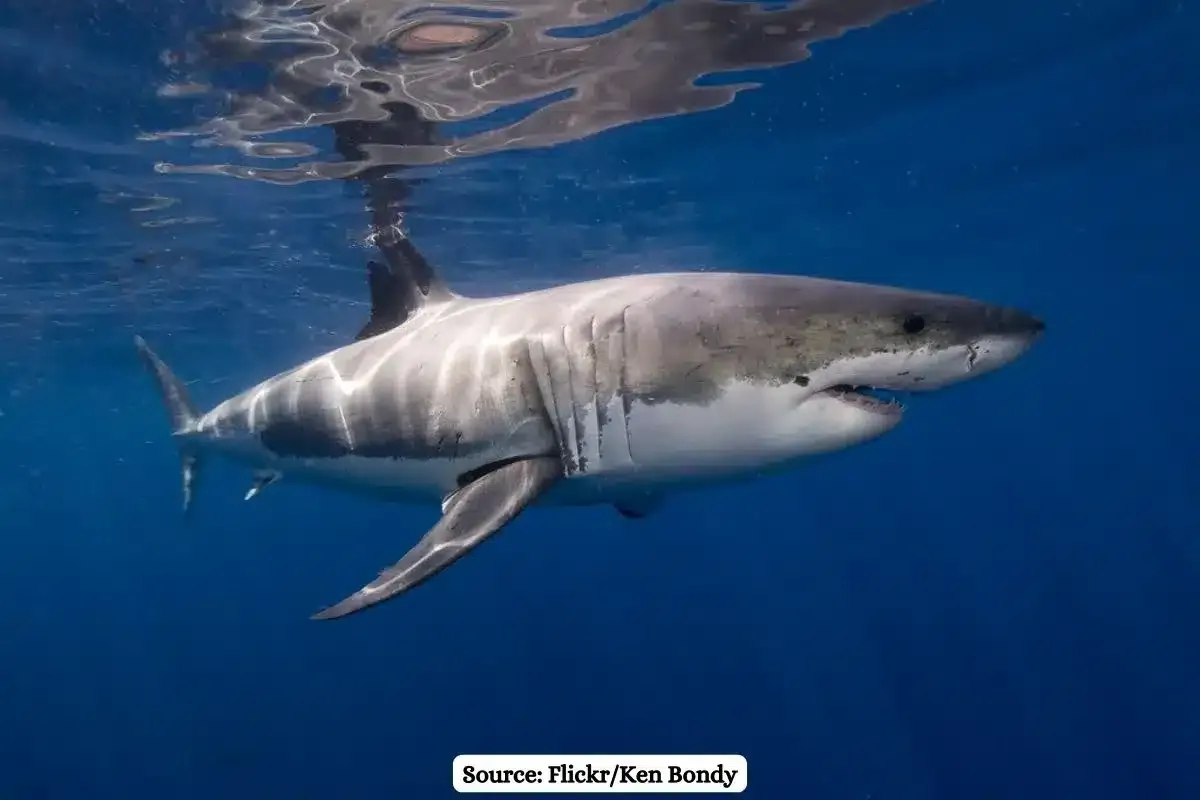 Illegal Sharks trade in India, 16,000 kg of fins seized in 12 years