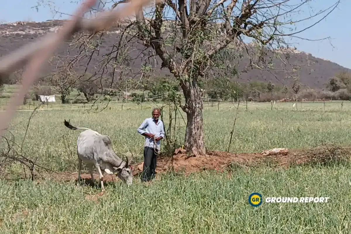 Farmers feeding crops to animals in Madhya Pradesh after hailstorm destroyed wheat crop