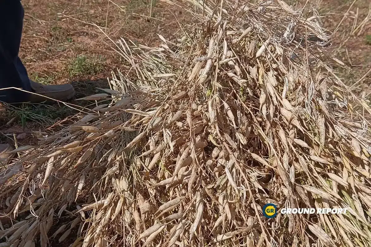 Spoiled pea crop Niwari MP