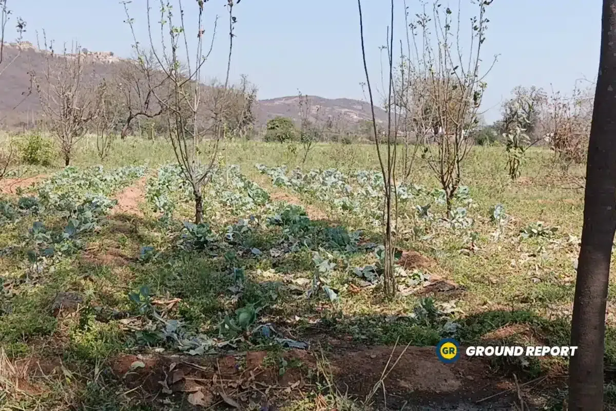 Apart from grains, vegetable crops have also been destroyed by hailstorm, which has affected the daily earnings of farmers.