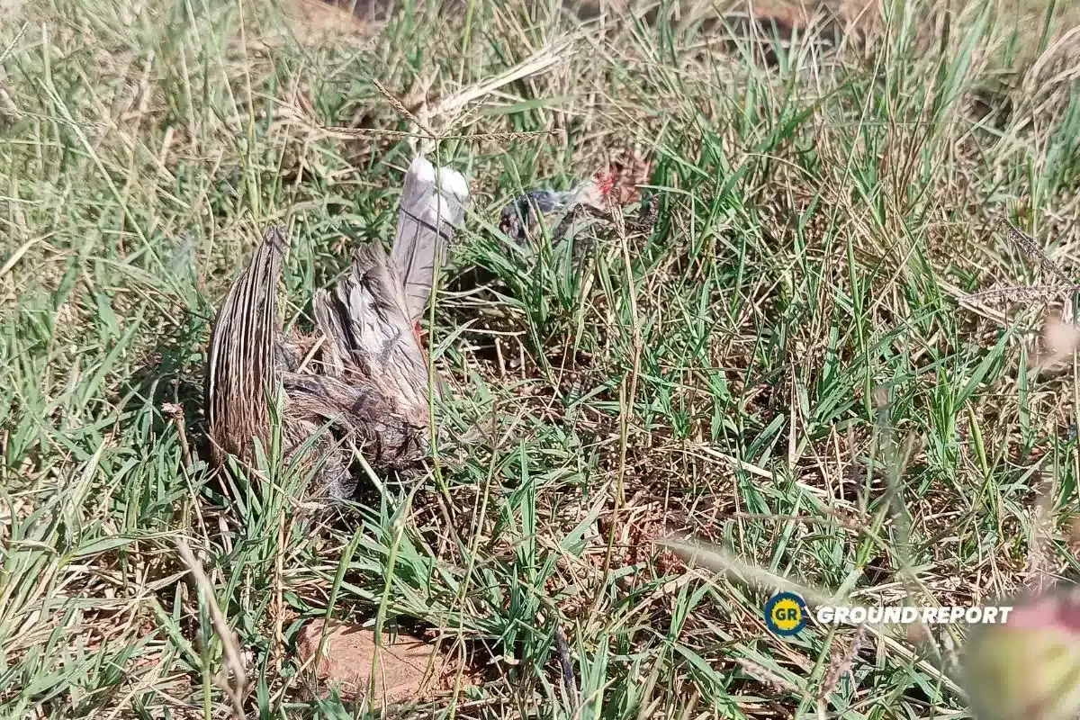 peacock and birds died due to hailstorm