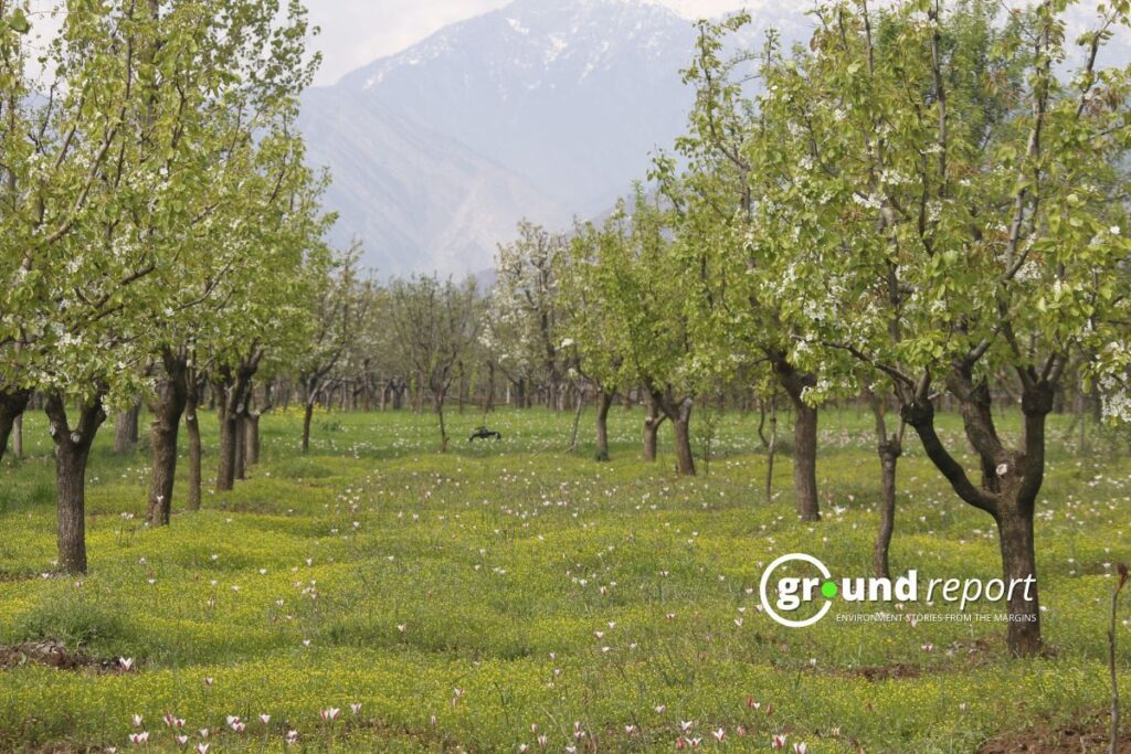 Kashmir apple orchard
