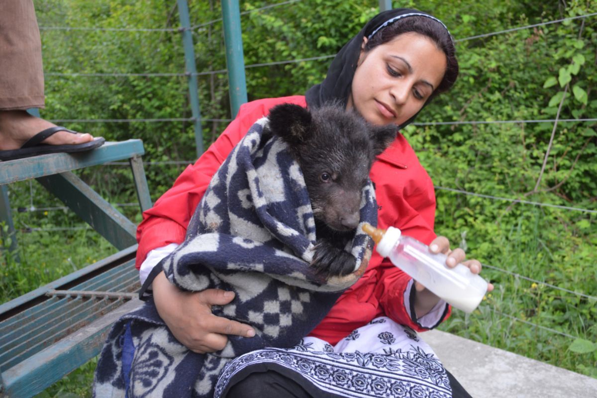 Crafted with precision, specialised formula milk mirrors the crucial elements present in mother bears&rsquo; milk, featuring meticulously balanced ratios of dry matter, fat, protein, and sugar