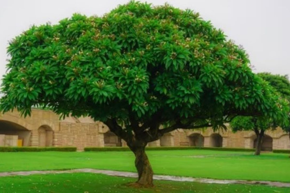 Concerns raised over Green Credit rules by environmental groups