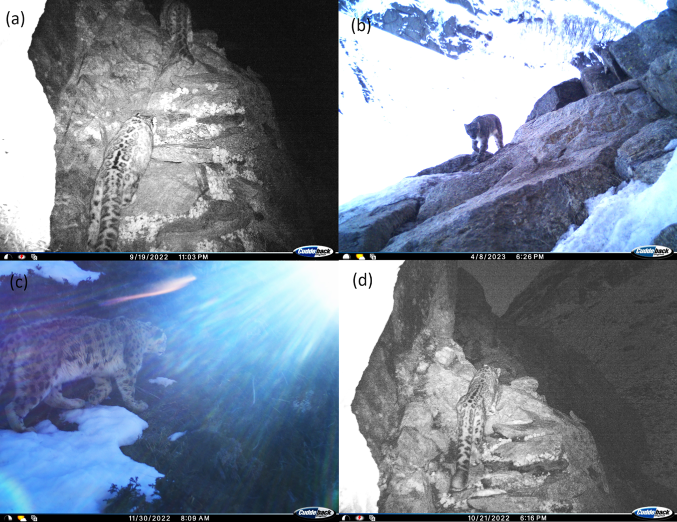 Camera-trap photographic records of the snow leopard Panthera uncia in Kishtwar High Altitude National Park, Jammu and Kashmir, India; (a) is the first camera-trap record, on 19 September 2022, with two individuals.