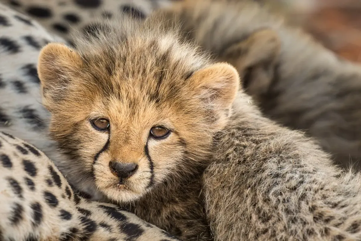 चीतों को गर्मी से बचाने के लिए कूनो नेशनल पार्क में छिड़का जा रहा है पानी