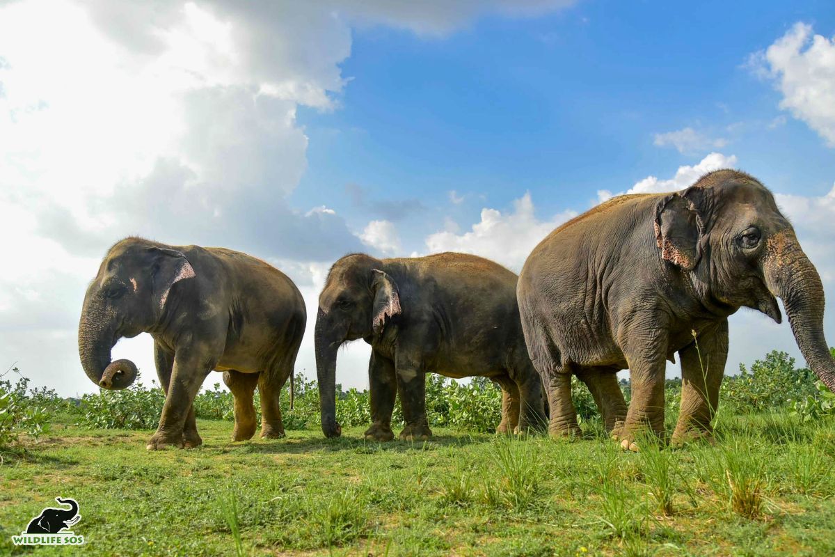 Wildlife SOS calls for action on World Endangered Species Day