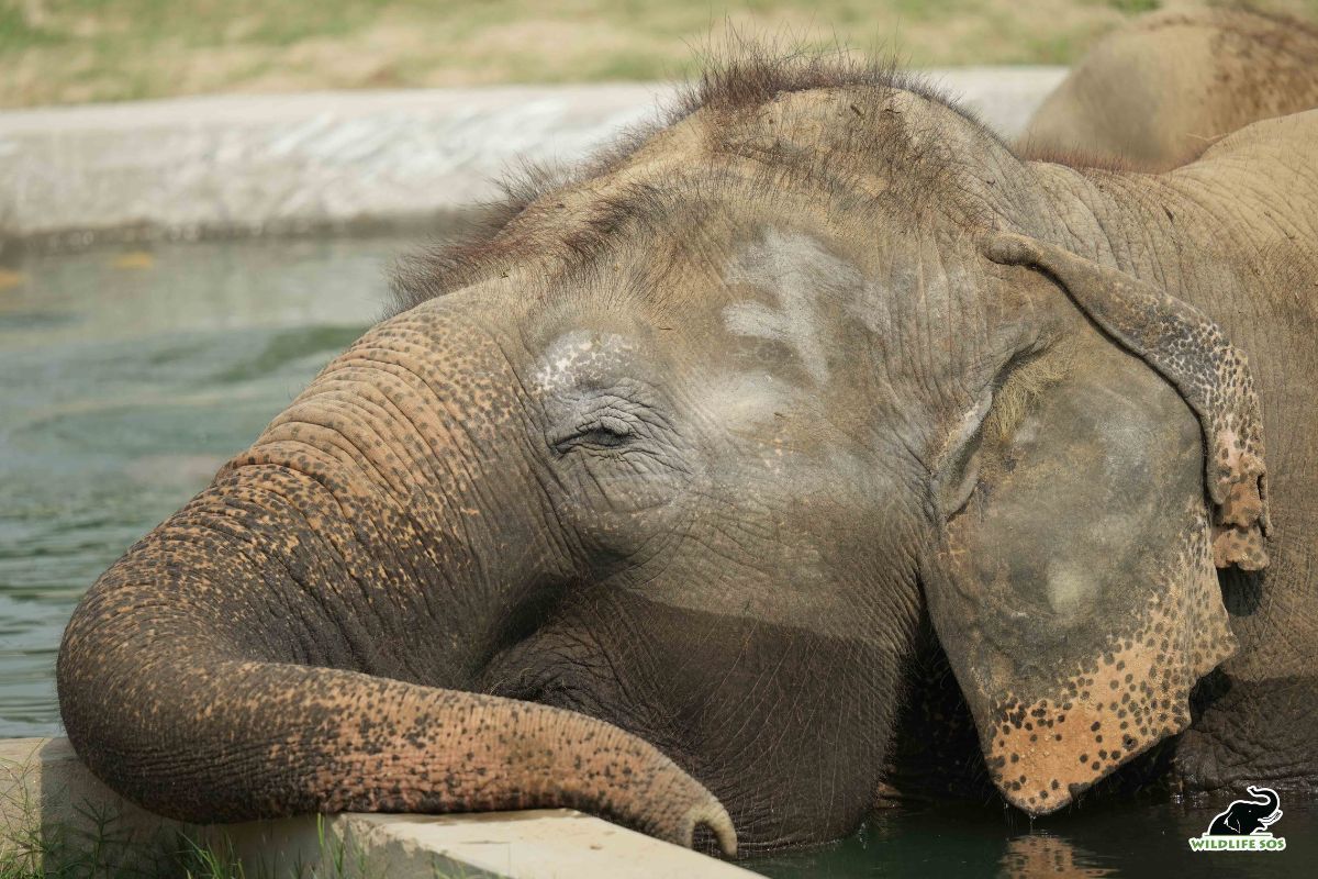 Former 'begging' Elephant Kalpana celebrates 5 years of rescue