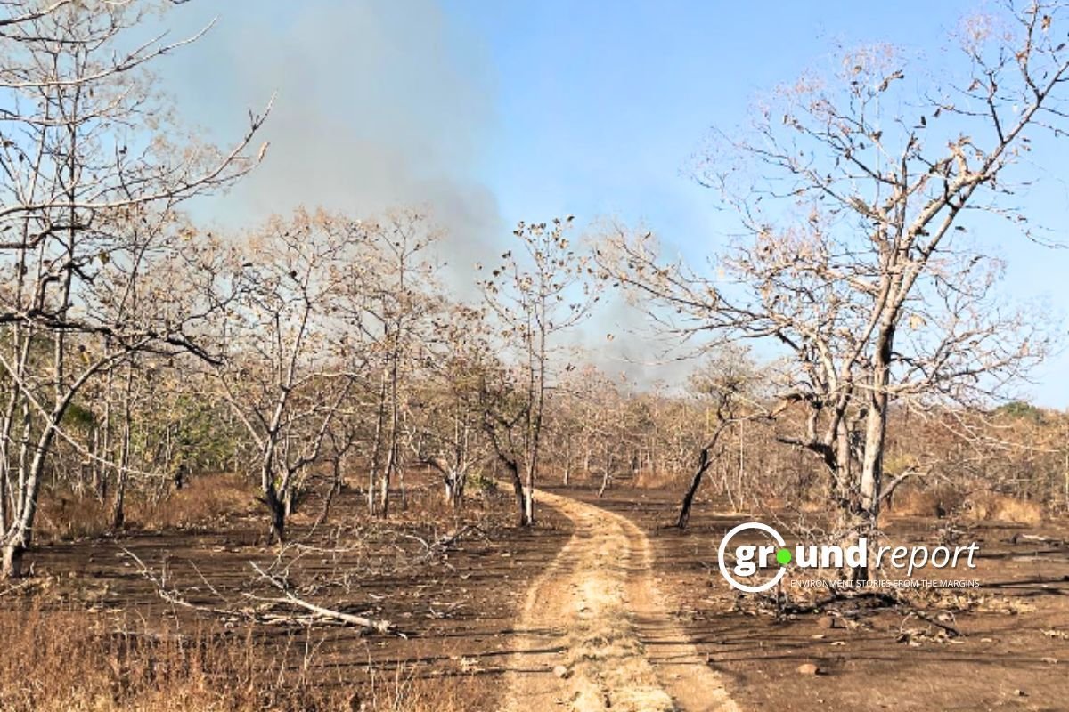 Water level declines and forest dries up in Sheopur