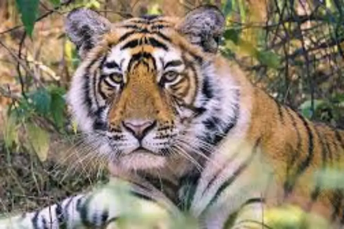 भारत से कंबोडिया भेजे जा सकते हैं 4 बाघ
