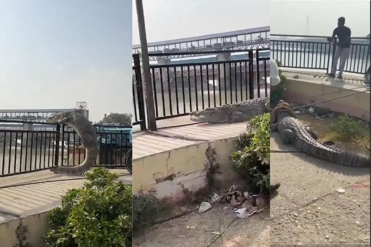 बुलंदशहर में नहर से बाहर आया घूमता उछलता 10 फुट लंबा मगरमच्छ