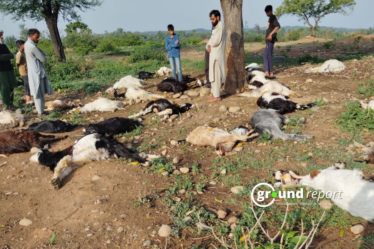 In Jammu, lightning strikes kill livestock, compensation not adequate say shepherds