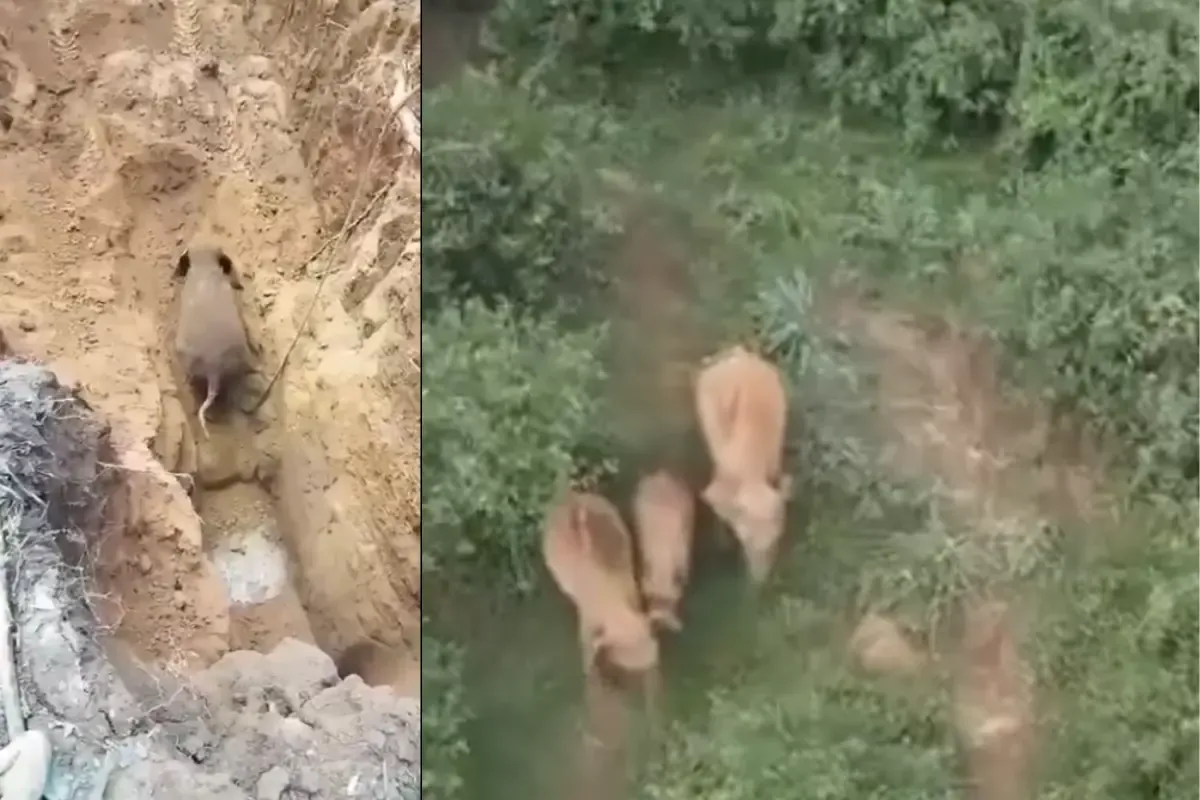 वन अधिकारीयों ने 30 फिट गहरे गड्ढे में गिरे हाथी के बच्चे को बचाया