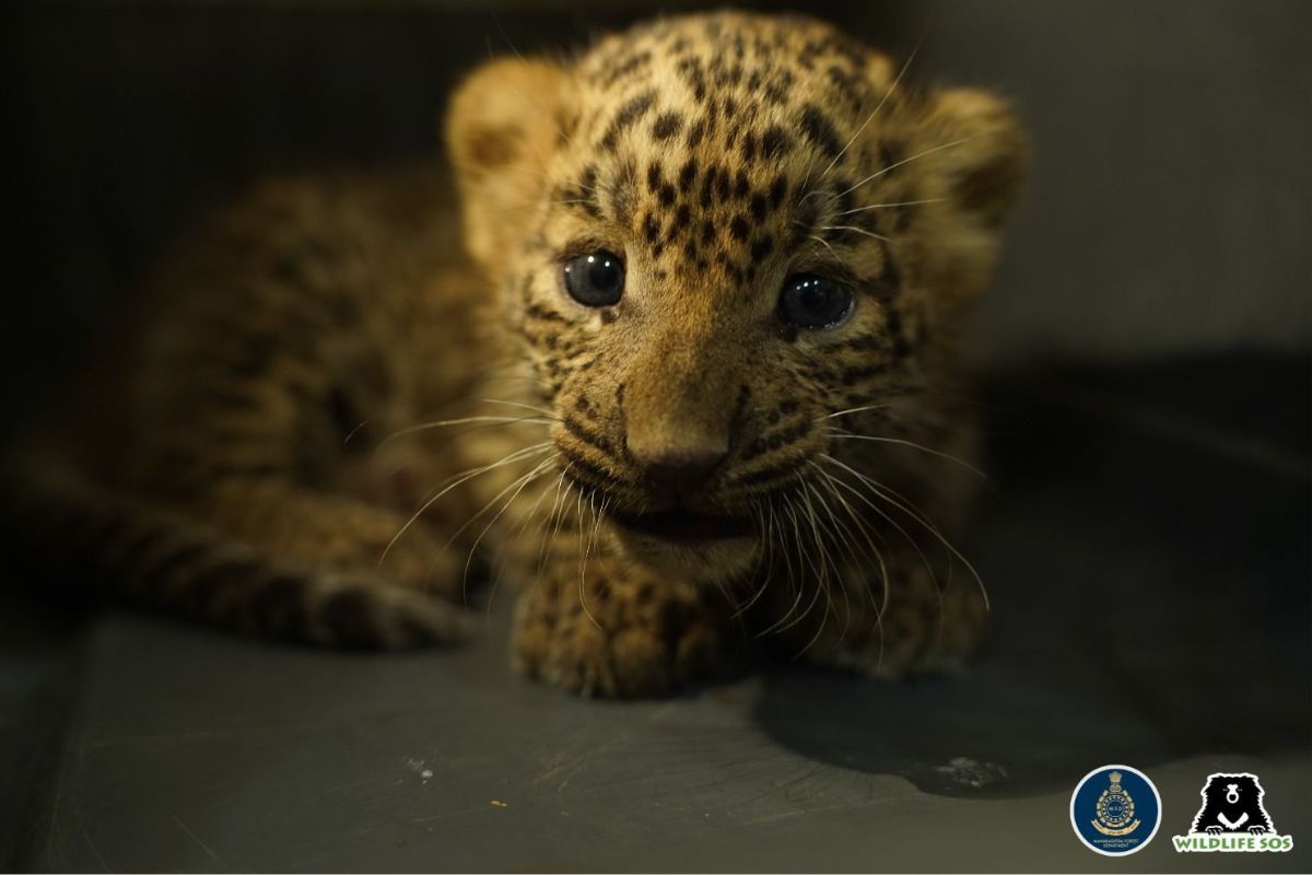 On international leopard day, wildlife SOS, Maha forest dept. mark reunion of 110 leopard cubs