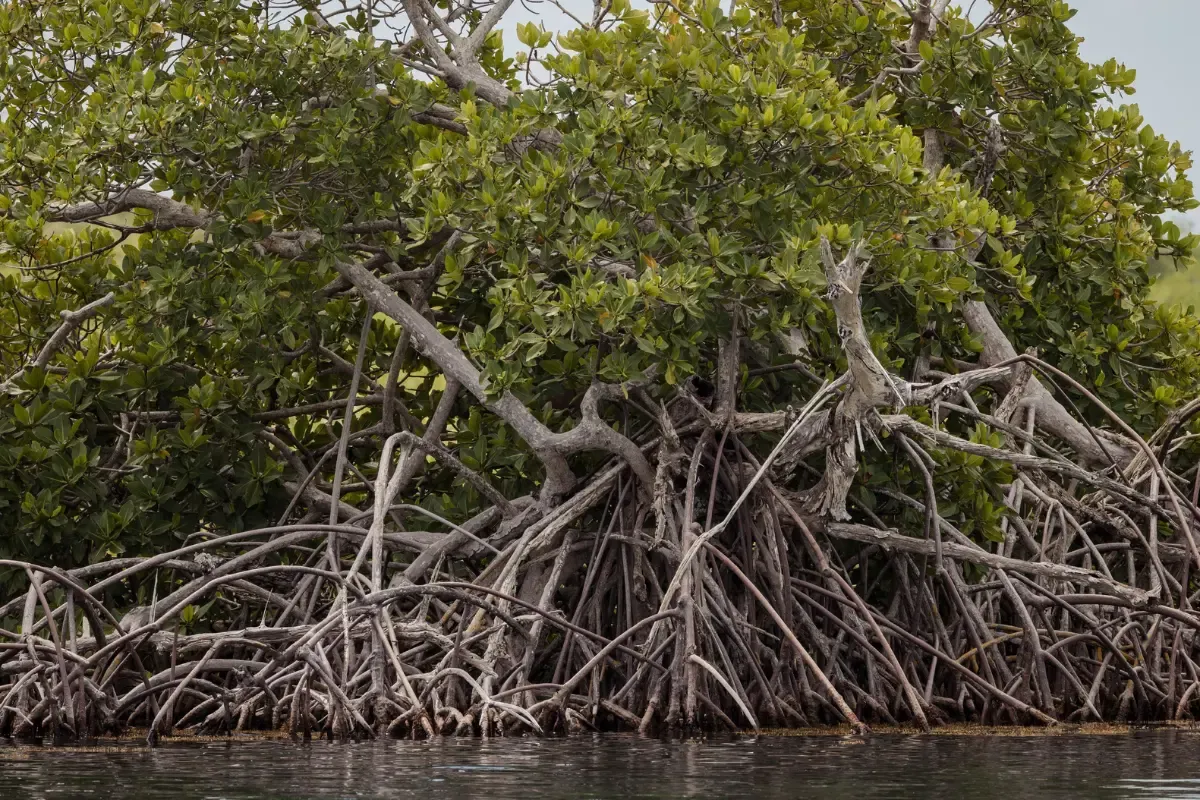 IUCN Report: दुनिया के 50 फीसदी से अधिक मैंग्रोव खतरे में