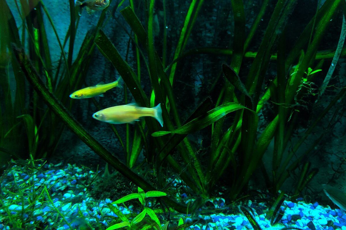 Decline in Migratory Freshwater Fish Threatens Ecosystems, Livelihoods