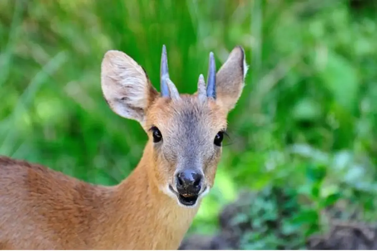 नौरादेही अभ्यारण में चौसिंगा का दिखना एक दुर्लभ घटना क्यों है?