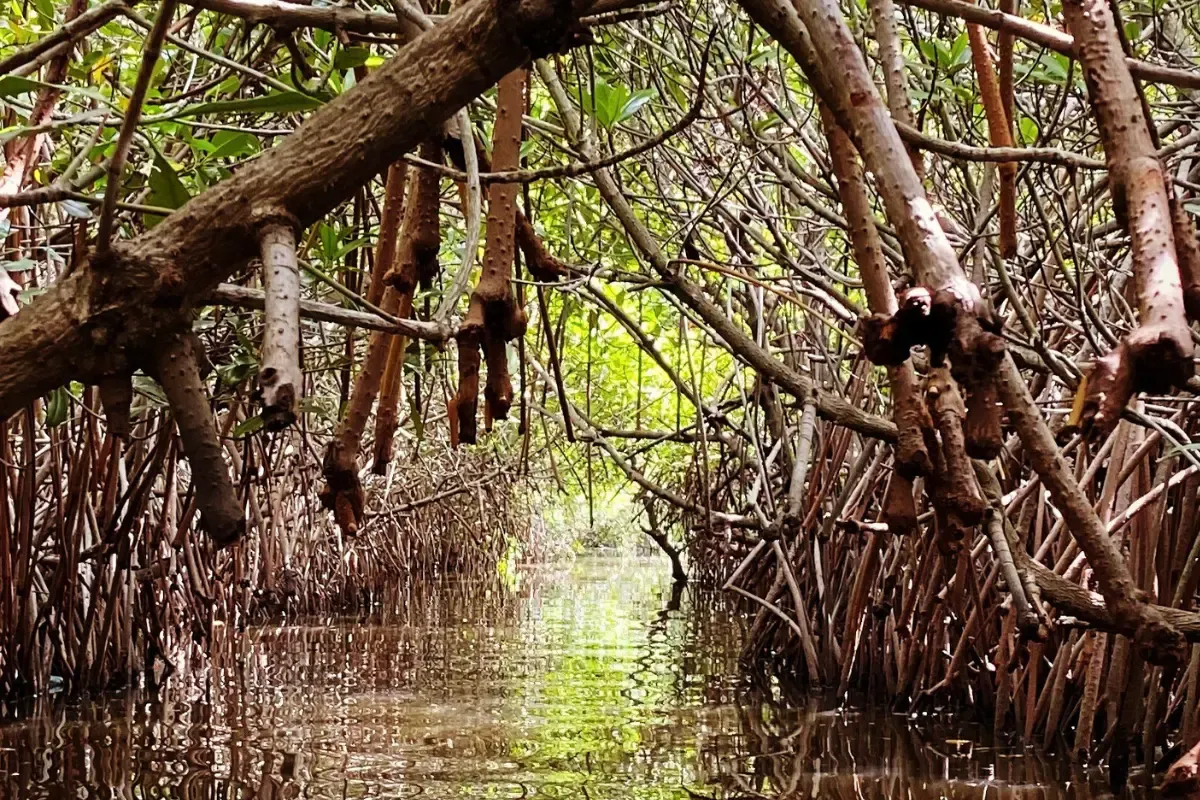 मैंग्रोव को बचाने के लिए तमिलनाडु वन विभाग ने बनाया 20 गांवों का पैनल