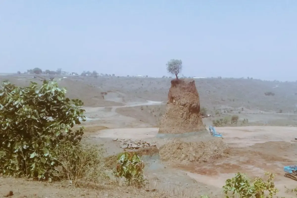 जबलपुर में पहले काटे बेतहाशा पेड़ अब रिकॉर्ड बनाने लगाए जा रहे पौधे