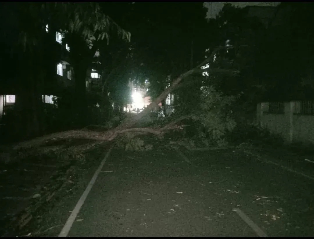 Pune: मूसलाधार बारिश के बीच पेड़ गिरने से 29 वर्षीय फोटोग्राफर की मृत्यु